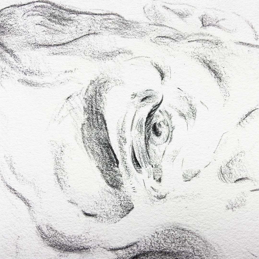 Finis close-up - Drawing by Bart Hat